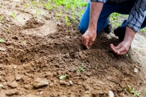 7 Tips to Grow Your Gardens Value