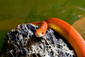 5 Effective Tricks to Get Rid of Snakes