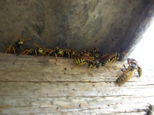 The wasps