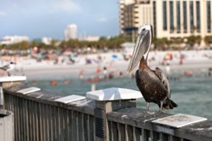 Clearwater Beach Florida Pelican