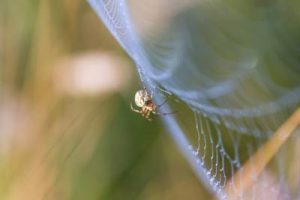 3 Best  Venomous Spiders Exterminator In Arizona