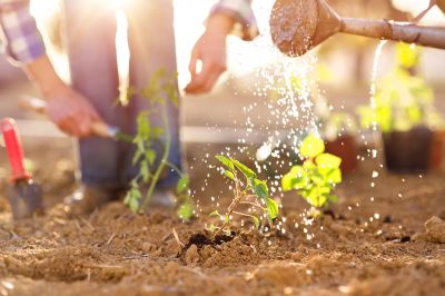 10 Ways to Keep Your Garden Healthy