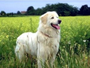white dog on grass field