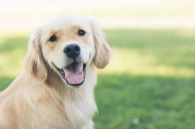 Do CBD Dog Treats Work Help With Stress & Anxiety Relief?