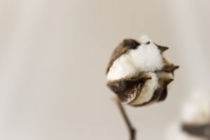 How is Cotton Harvested?