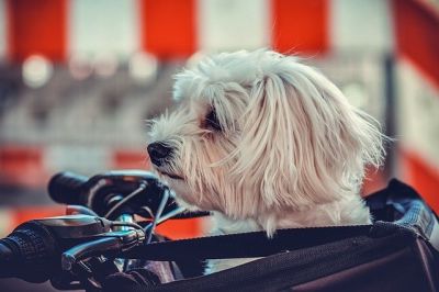 How to Choose the Best Pet Carriers with Wheels
