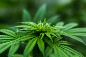How to Start a Medical Marijuana Dispensary