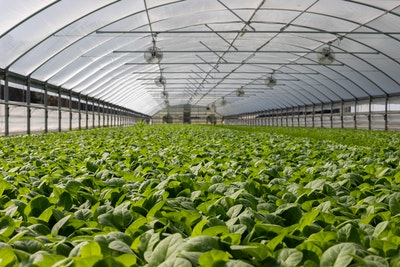 5 Greenhouse Essentials for Beginners