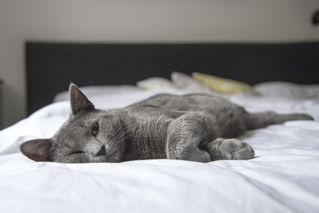Why Should You Prefer Full-Spectrum CBD Oil for Cats?