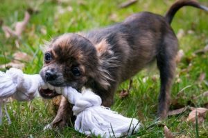 What To Do If You’ve Been Bitten By Someone Else’s Dog