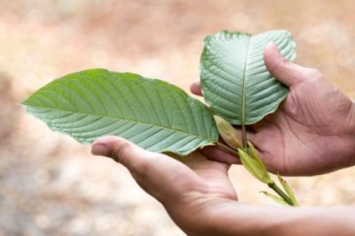 Can White Borneo Kratom Wean People Off Opioids?