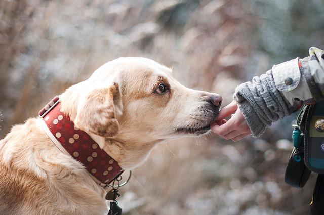 3 Things You Need to Know About Feeding Turkey to Your Dog