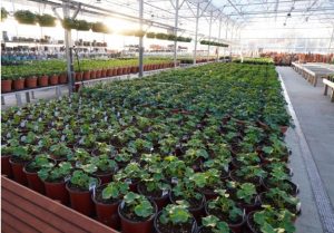 What Kind Of Commercial Greenhouse Supplies You Need & Where To Buy