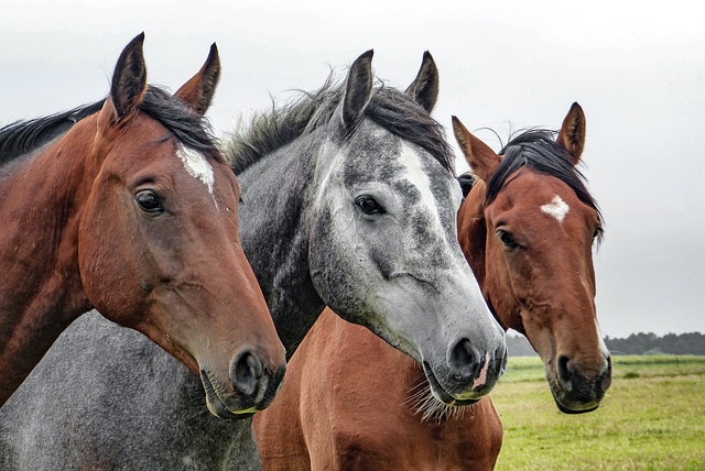 The Importance of ICSI for Horse Breeding