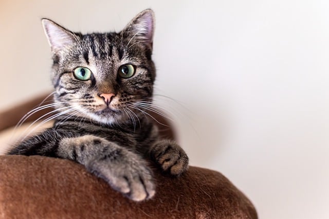 Purr-fect Stays: What to Expect from Modern Cat Boarding Facilities