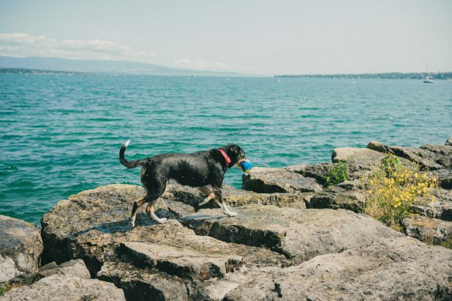 Traveling with Your Dog in the Heat: How to Protect Your Pet from Hot Asphalt, Sand, and Overheating